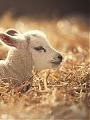 Dobry Pasterz owiec