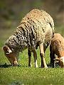 Podstawowe zasady relacji pasterz – owce 