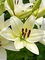 Lilia św. Józefa - piękny kwiat i wiecznie żywy symbol